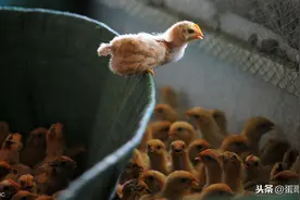 季节交替！新进雏鸡“支气管堵塞”严重？多措并举可高效防控图片