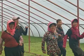 快乐夫妻档劳务队！蔬菜大棚里跳广场舞 组团致富像首歌图片