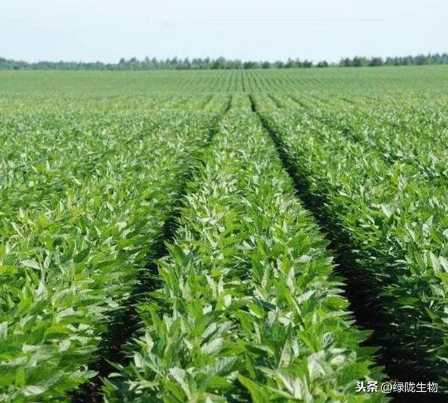 都在用的肥料，大家对它真正了解吗？