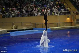 闭馆133天之后北京海洋馆开门迎客，提前实名预约持身份证入馆图片