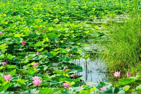 炎炎夏日躲进毛岙来避暑！慢半拍的“山居日子”，才是生活图片