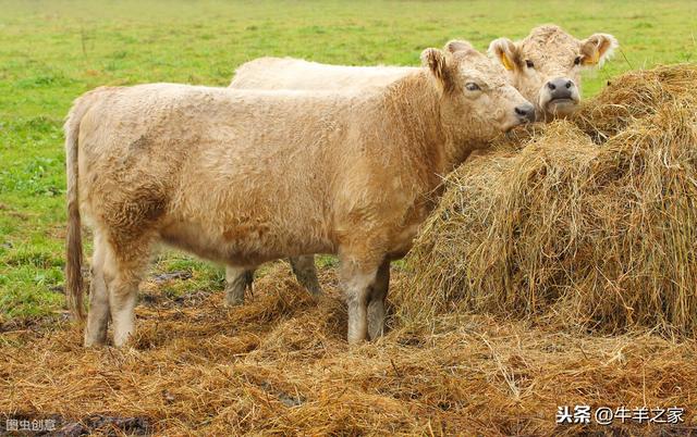 在育肥牛饲料中添加蛋白质，加快增重速度，加多少合适？