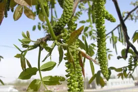 核桃花即核桃花柱，又称长寿菜，绿色或灰色图片