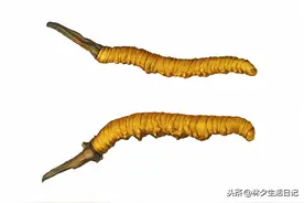 冬虫夏草，虫草图片