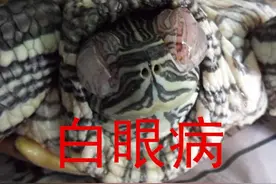 #乌龟#乌龟眼肿眼睛睁不开张嘴呼吸怎么办图片