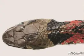 辟谣：虎斑颈槽蛇无毒？其实它是一种有毒蛇类图片