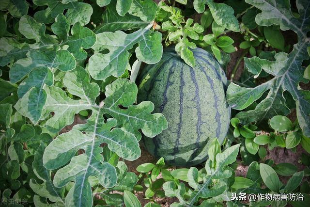 鱼蛋白能增强性功能吗 鱼蛋白可以提高男性性功能吗