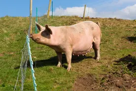 解析猪便秘的危害、原因，分享治疗猪便秘的各种方法图片