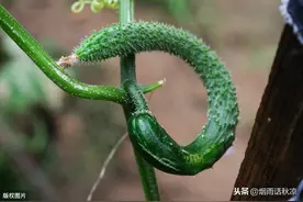 掌握这五个小技巧，让你轻松挑选嫩黄瓜图片