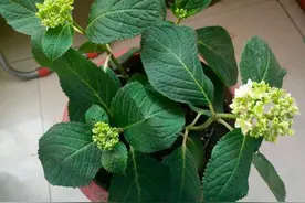 新买的绣球花，朵朵娇滴滴，4点做不好，烂叶子掉花苞，白瞎了钱图片