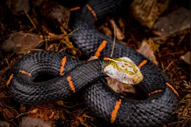 白头蝰：并不珍稀的古老毒蛇，因绝食而出名，为何我们还要保护它图片