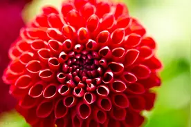 盆栽“大丽花”，墨西哥国花，象征大方、富丽图片