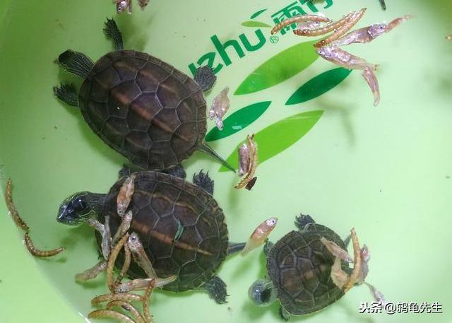 不知道乌龟如何冬眠？鸫龟先生干货分享乌龟冬眠方法全套解决方案
