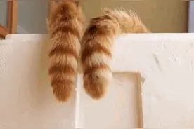 搞笑GIF图：心痛，七夕，被两根猫尾巴撒了狗粮图片