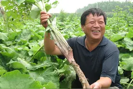 牛蒡什么时候收获？图片