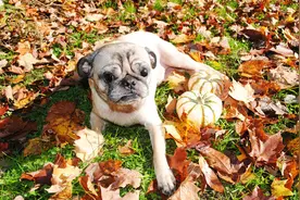 狗在离世前，通常都会做这7件事，你做好准备了吗？图片