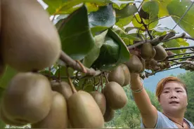 8月将至，猕猴桃谨防褐斑病，严重可致落果绝收！教你识别和用药图片