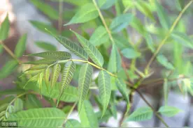 香椿枝条培养料栽培姬菇技术，掌握方法轻松增产，不妨看看！图片