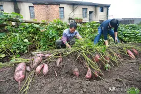 种植红薯“倒插苗”开始盛行，啥叫“倒插苗”？为何要这样做呢？图片
