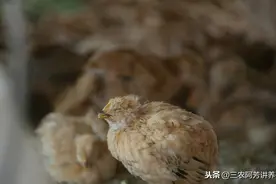 鸡感冒喂什么药？教你快速的治疗鸡感冒方法，简单有效图片