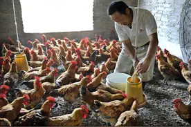 冬季鸡流感，新城疫，滑液囊支原体，鼻炎发病率增加，如何预防？图片