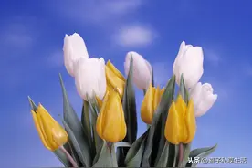 在家学养花，这30种常见鲜花的养护保鲜方法，一定要知道图片
