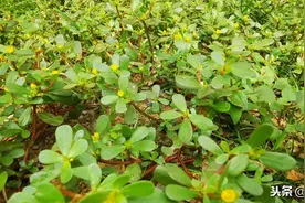 马齿苋，小植物，大作用图片