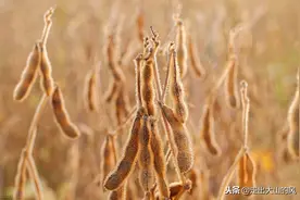 金秋去黑土地捡遗落的庄稼，一个月捡两千多斤粮食不成问题图片