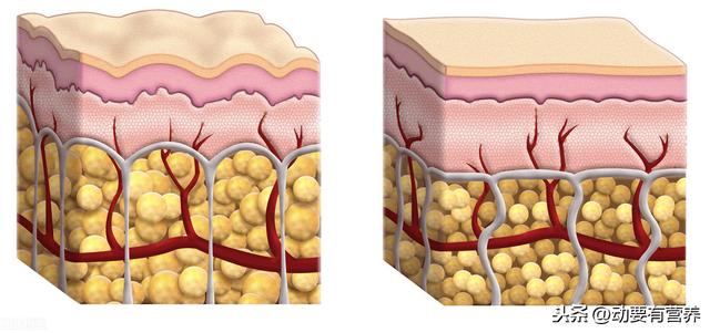 科普文运动与各类营养