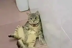 做完绝育的当晚猫咪不见了，在厕所找到时忍不住憋笑：你就节哀吧图片