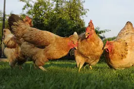 鸡吃什么下蛋多？用好2个方法，鸡吃后才能多下蛋图片