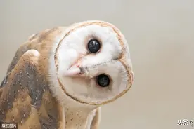 被嫌弃的猫头鹰的一生：凭什么说我是“报丧鸟”？图片