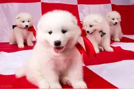 狗狗年龄换算：你的狗相当于人类的几岁？图片