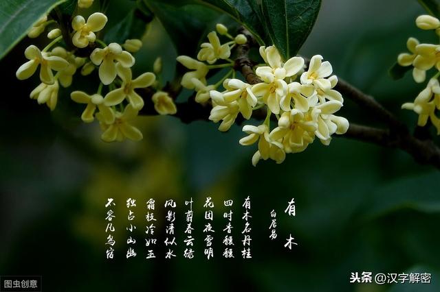 吴刚伐桂的背后：竟是一段冲冠一怒为红颜的爱情？真相让人深思