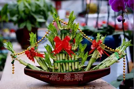 富贵竹叶子发黄？做好这4点，富贵竹碧绿清透并不难图片