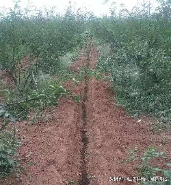 花椒树如何预防倒春寒？大致可分三大类