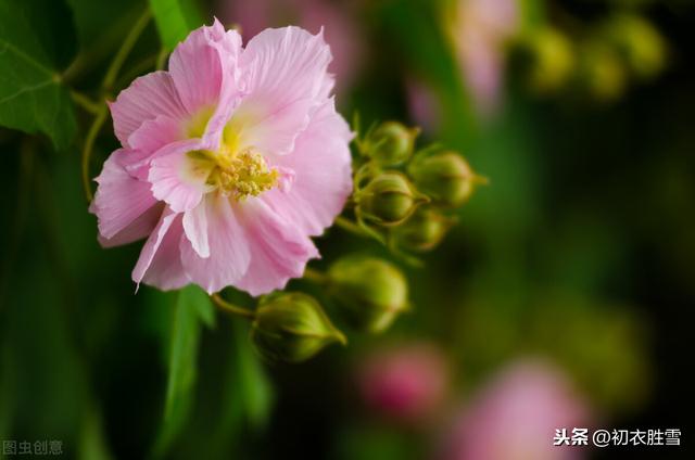 芙蓉花的诗句（秋花芙蓉）