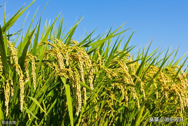 最好的全营养氨基酸叶面肥，产量能翻番，一季只需喷3遍