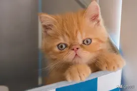 迎接猫咪进家？新晋父母可以先这么准备起来图片