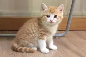 女子养了只小猫陪女儿长大，一年后再同框时：大橘真是名不虚传图片