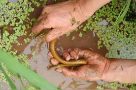 农村“土味”十足的野生黄鳝，价格直逼白鳝图片