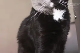 天生“阴阳脸”猫咪又走红网络，升级当爸新生小奶猫长这样图片