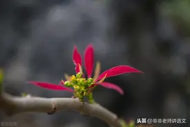 2020年语文中考真题：苏州市初中毕业暨升学考试试卷及答案图片