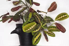 9种颜值高的竹芋-Ins网红绿植盆栽Top系列图片