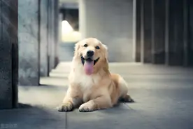 狗狗是有灵性的，二哈并不只会拆家，它也是个暖男图片