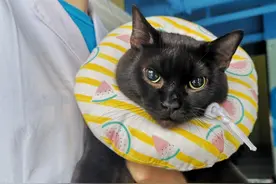 猫咪绝育后，却目光呆滞地看着医生，喵：朕的后宫佳丽都没了图片