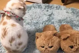 主人买了一双拖鞋回来后，猫咪整天“监视”着它：都给我老实点图片