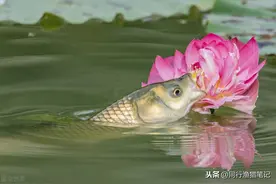 钓草鱼最快的方法，三个民间高手绝技，真是一山更比一山高图片