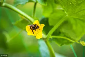 黄瓜只开雄花是怎么回事？困扰菜农多年的问题解决了图片