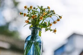 路边常见的粘人草，其实是“宝贝”，3个好处要知道图片